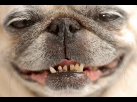 Видео: Чем и как чистим зубы собаке-чистим зубы Мопсу-Pug Teeth Brushing !