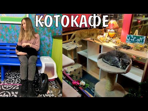 Видео: Обзор на КотоКафе | Музей Кота Минск | VLOG