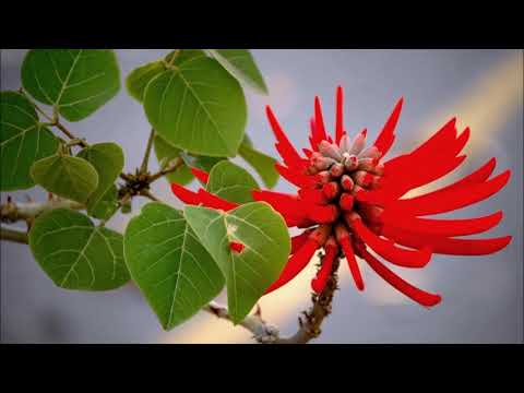 Видео: Мой древний предок с набожной семьи