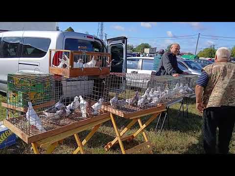 Видео: Часть 2. Ярмарка голубей г. Полтава (Мачухи) 20.09.2025 г.