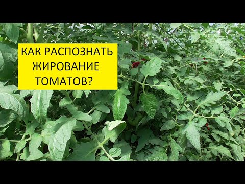 Видео: Жируют томаты!!! Нет, просто это томаты - гиганты!