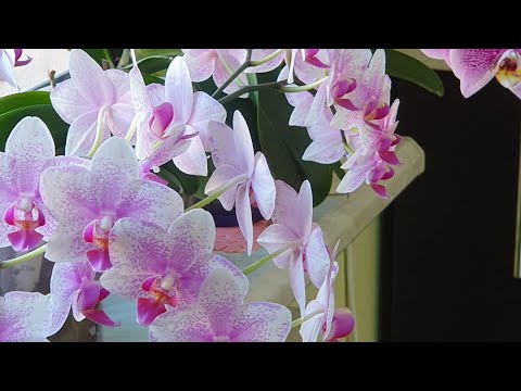 Видео: ВОТ НА ЧТО СПОСОБНА ОРХИДЕЯ "РОТТЕРДАМ" 🌸🌸🌸 БУКЕТЫ ДОМАШНЕГО ЦВЕТЕНИЯ