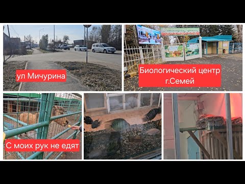 Видео: По мичурина идём/Биологический центр/Огромный питон /Кормим животных/Октябрь 2025г 