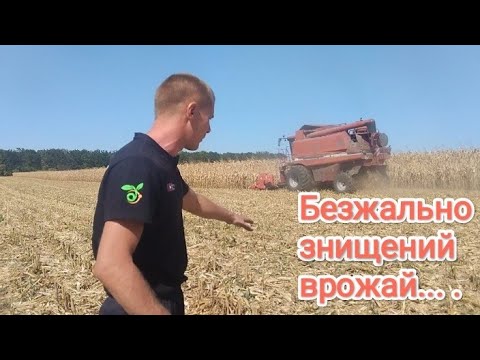 Видео: Жнива кукурудзи 2024.