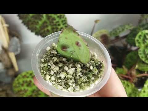 Видео: Моя взрослая бегония ❤️МЕЛАНОБУЛАТА❤️