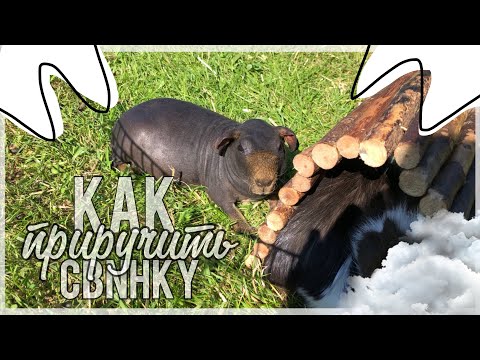 Видео: Как приручить морскую свинку к рукам?|СВИНКИ с МОРЯ