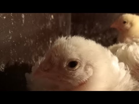 Видео: "Русские бройлеры"18дней в квартире в прямом эфире! Ежедневный стрим!