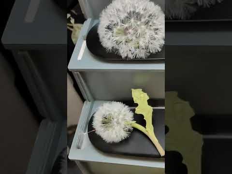 Видео: Творческая выставка на ТИШИНКЕ  1 с участием моей сестрёнки 