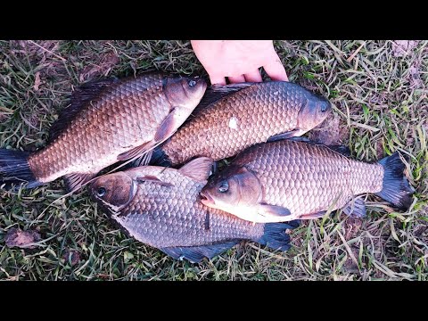 Видео: Караси монстры в секретном месте. Рыбалка весна 2025.