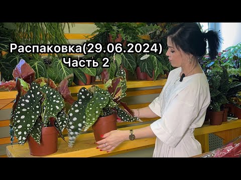 Видео: Распаковка растений из Голландии (29.06.2024)