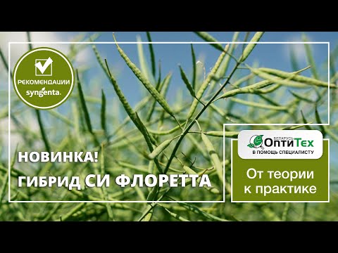 Видео: Новый гибрид рапса СИ ФЛОРЕТТА – снежная королева.