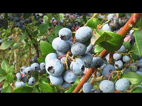 Видео: Сколько голубики можно собрать с одного куста