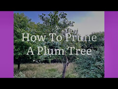 Видео: Как обрезать сливовое дерево, как омолодить сливовое дерево
