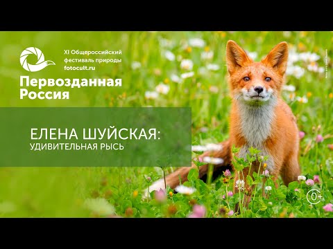 Видео: Елена Шуйская: Удивительная рысь