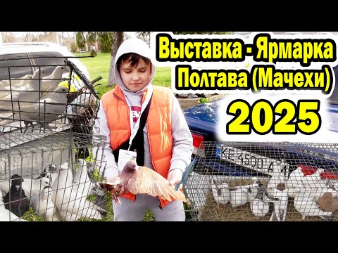 Видео: Выставка - Ярмарка Голубей г. Полтава (с. Мачухи) 2025 / Обзор 1 Часть