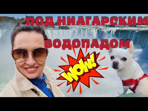 Видео: VLOG Перелет в Канаду с животными. Острые ощущения в Торонто | #канада #переездвканаду