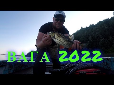 Видео: Вага 2022