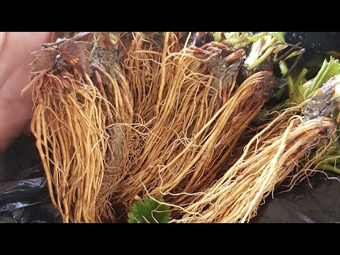 Видео: Получили посылку с рассадой фриго, как её правильно высадить.