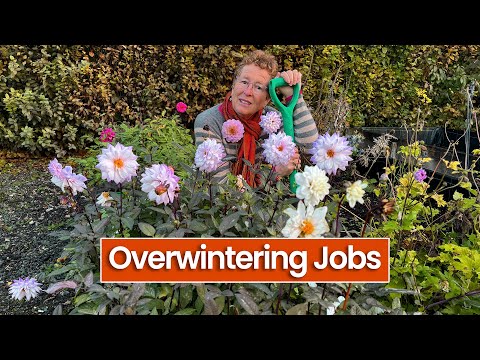 Видео: Зимующие горшечные полузимостойкие растения: георгины, бегонии, пеларгонии