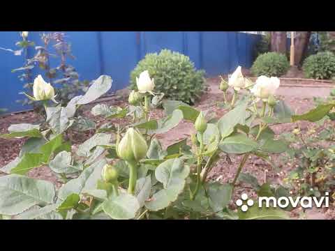 Видео: День пиона.небольшой обзор моего сада с огородом.Всем спасибо за просмотр.