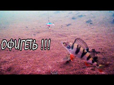 Видео: В ШОКЕ ОТ ЭТОГО МЕСТА! БАЛАНСИР НЕ ОПУСТИТЬ - СРАЗУ КЛЮЕТ ОКУНЬ | Зимняя рыбалка | Подводная съемка