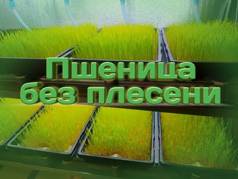 Видео: Пшеница без плесени!!!