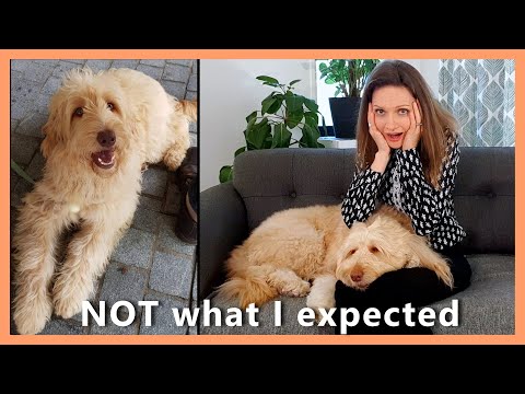Видео: Мой щенок голдендудля — совсем не то, что я ожидал! (почему я рад, что она уже взрослая) | 5 неож...