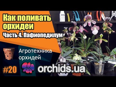 Видео: Как поливать орхидеи. Часть 4. Как поливать пафиопедилум (Paphiopedilum).