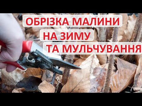 Видео: Як обрізати та мульчувати на зиму ремонтантну малину - мій досвід