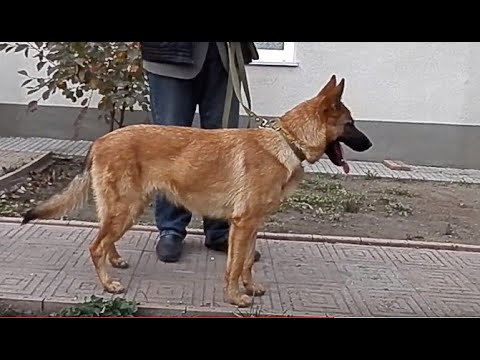 Видео: МАЛИНУА + НЕМЕЦКАЯ ОВЧАРКА = ЛАДА. Metis German Shepherd and Malinois.