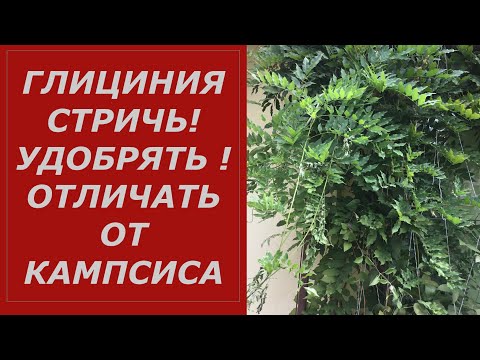 Видео: Глициния - сколько можно стричь? как отличить от кампсиса .НЕ ПОПАДИ В ПРОСАК !!!