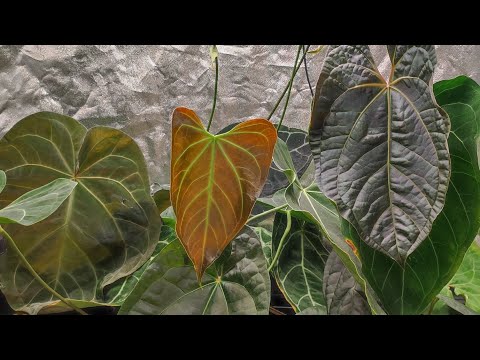 Видео: Обзор антуриумов в гроутенте Anthuriums