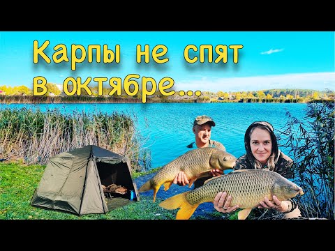 Видео: Карпы не спят в октябре... Рыбина приплыла на дубине и подводная съемка поневоле