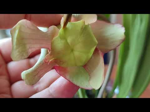 Видео: Саррацения. Опыление цветка. Как получить семена? Sarracenia Leucophylla(гибрид).