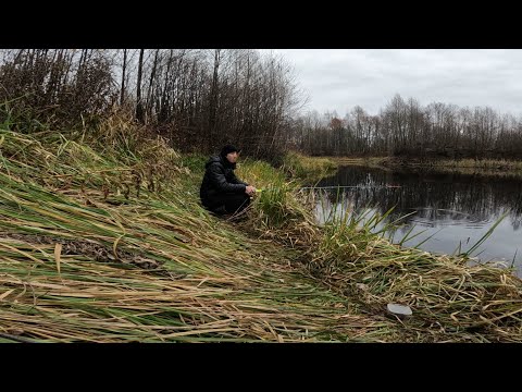 Видео: РЫБАЛКА НА ПОПЛАВОЧНУЮ УДОЧКУ 3 НОЯБРЯ