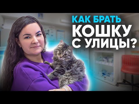 Видео: Как взять домой кошку с улицы? Что нужно знать? План действий