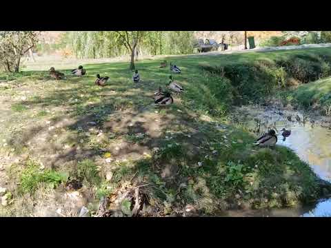 Видео: Осень в ритме джаза — теплое настроение