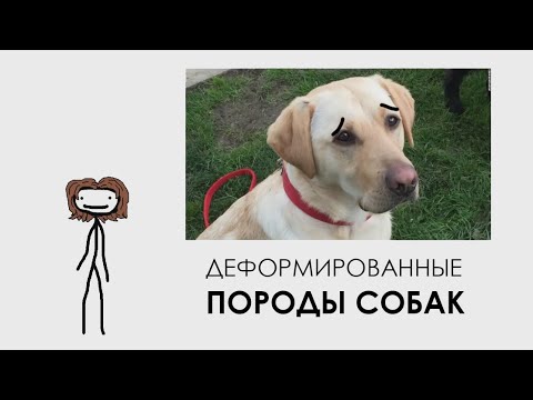 Видео: Деформированные породы собак - Академия Сэма Онеллы | Озвучка Rumble