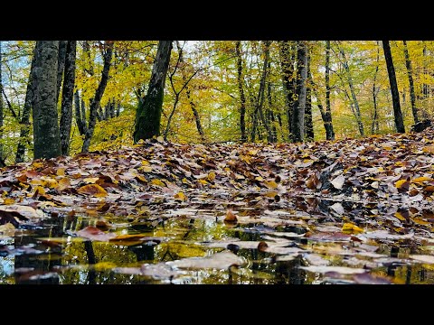 Видео: Иди в поход осенью. Гора Пластунская. Сочи