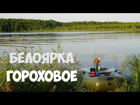 Видео: БЕЛОЯРКА |ЛЕЩ |ГОРОХОВОЕ