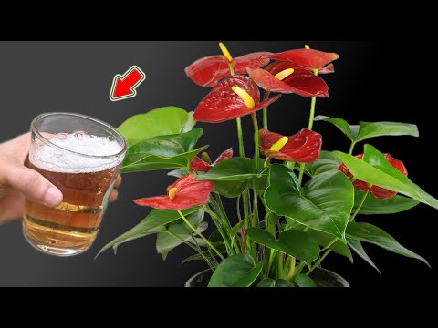 Видео: Просто налейте 1 стакан! Антуриум быстро растёт и цветёт множеством загадочных цветов!