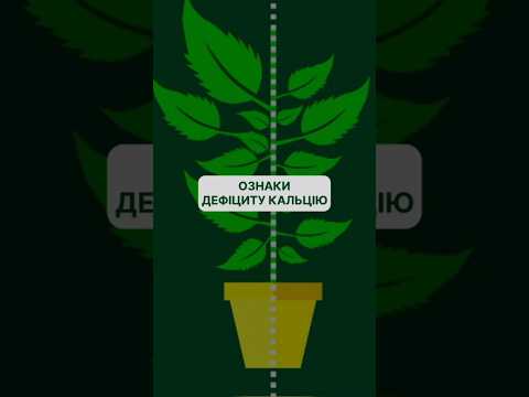 Видео: Кальцій у живленні рослин: важливість та ознаки дефіциту. #живленнярослин #farming #удобрення