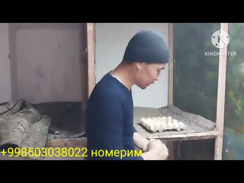 Видео: КУШНИЛАР БИЛАН ЖАНЖАЛ БОШЛАНДИ ПАРВОЗ АКАЛАР УЧУН МАХСУС