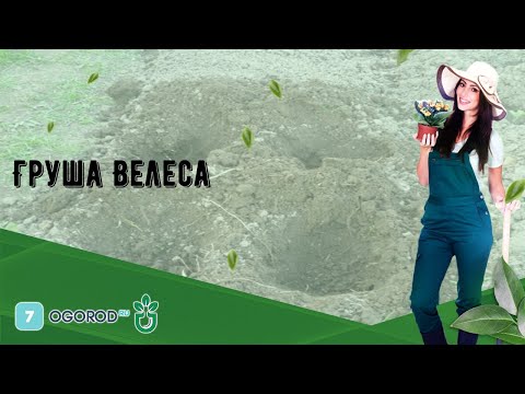 Видео: Груша Велеса