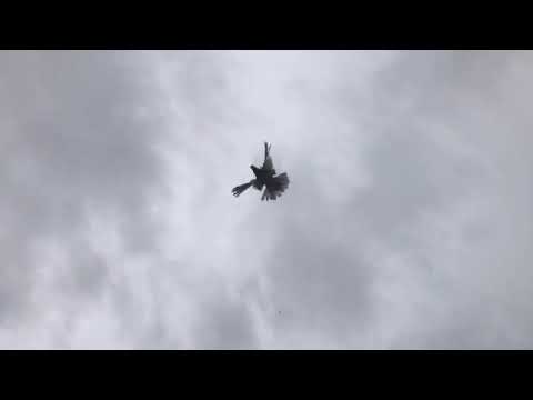 Видео: Узбекские бойные голуби Сергея (Германия)