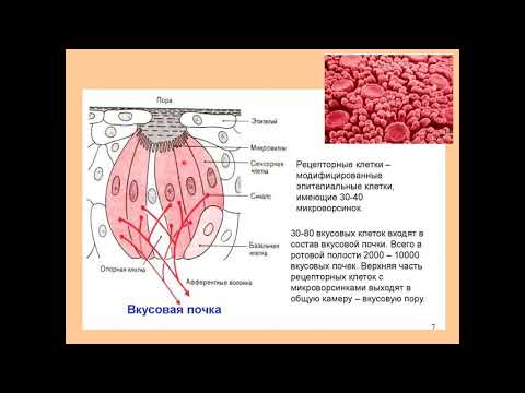 Видео: Дубынин В. А. - Физиология сенсорных и двигательных систем - 6. Вкусовые рецепторы