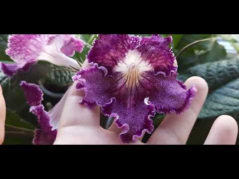 Видео: Стрептокарпусы цветут,июнь 2024
