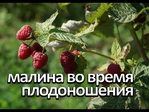 Видео: Малина во время плодоношения. Что нужно малине во время плодоношения.