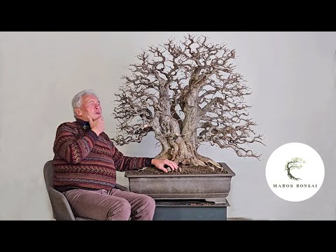 Видео: Уолтер Полл объясняет ВАЖНУЮ разницу между традиционным и натуралистичным стилем бонсай