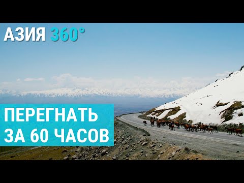 Видео: Перегонщики скота: жизнь на пределе выживания | АЗИЯ 360°